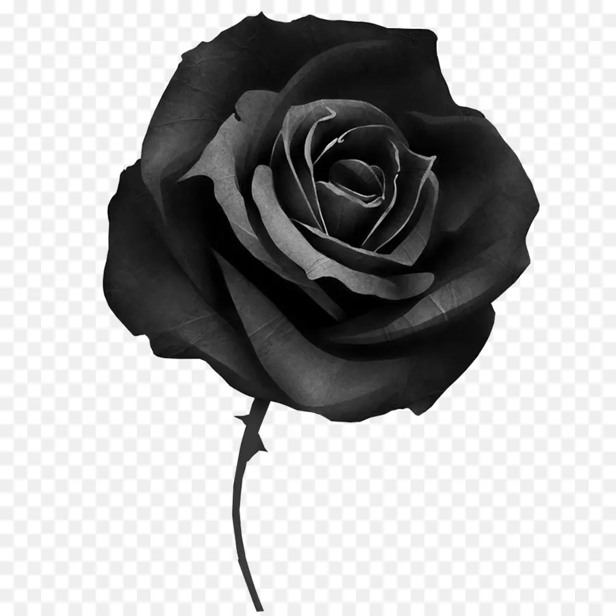 Black Rose，Encubrimiento PNG