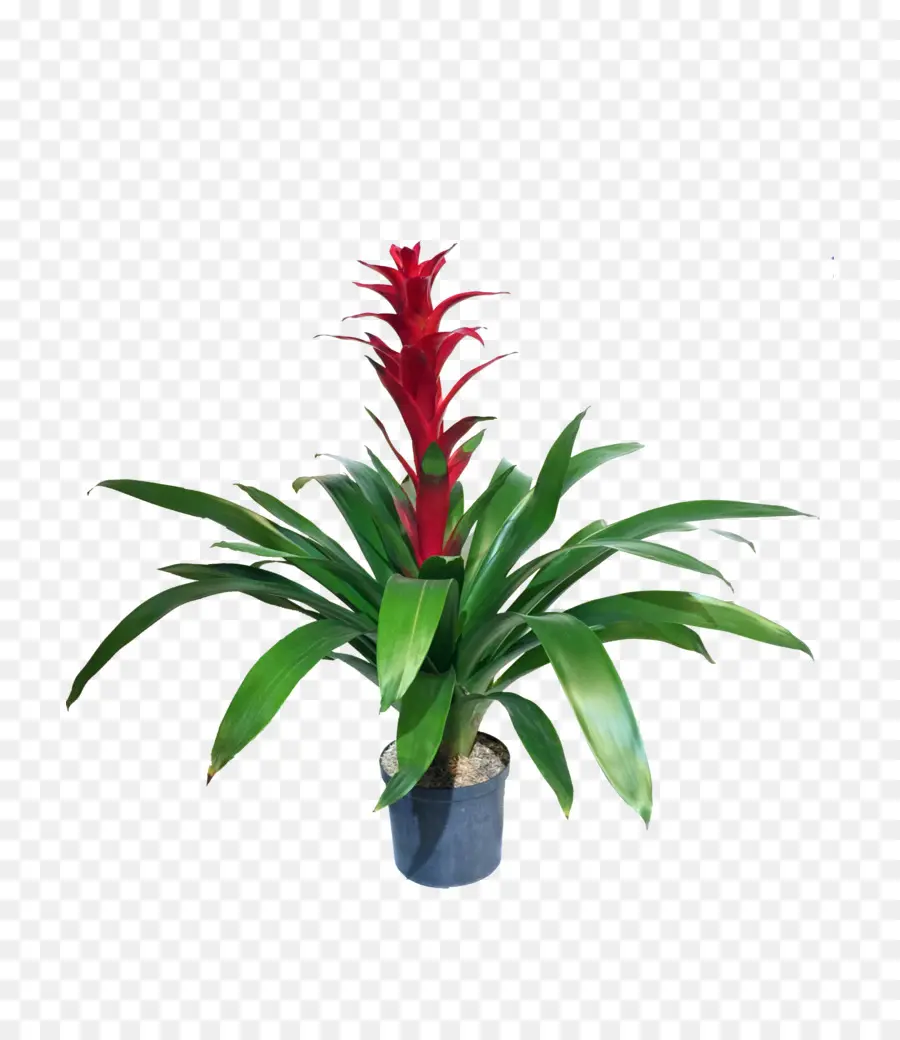 Bromelia，Planta PNG