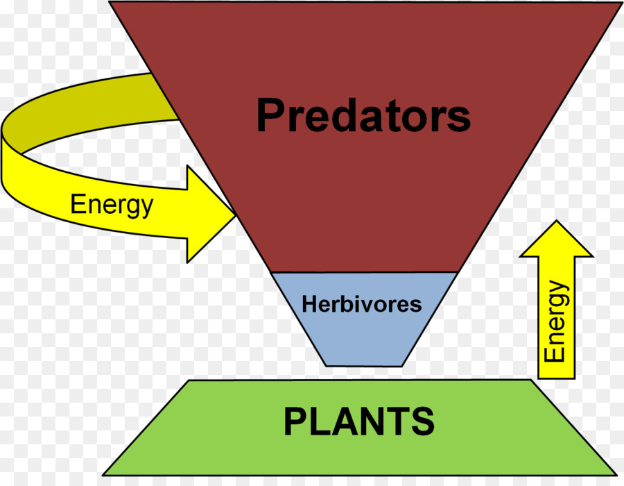 Nivel Trófico，Ecológica De La Pirámide PNG