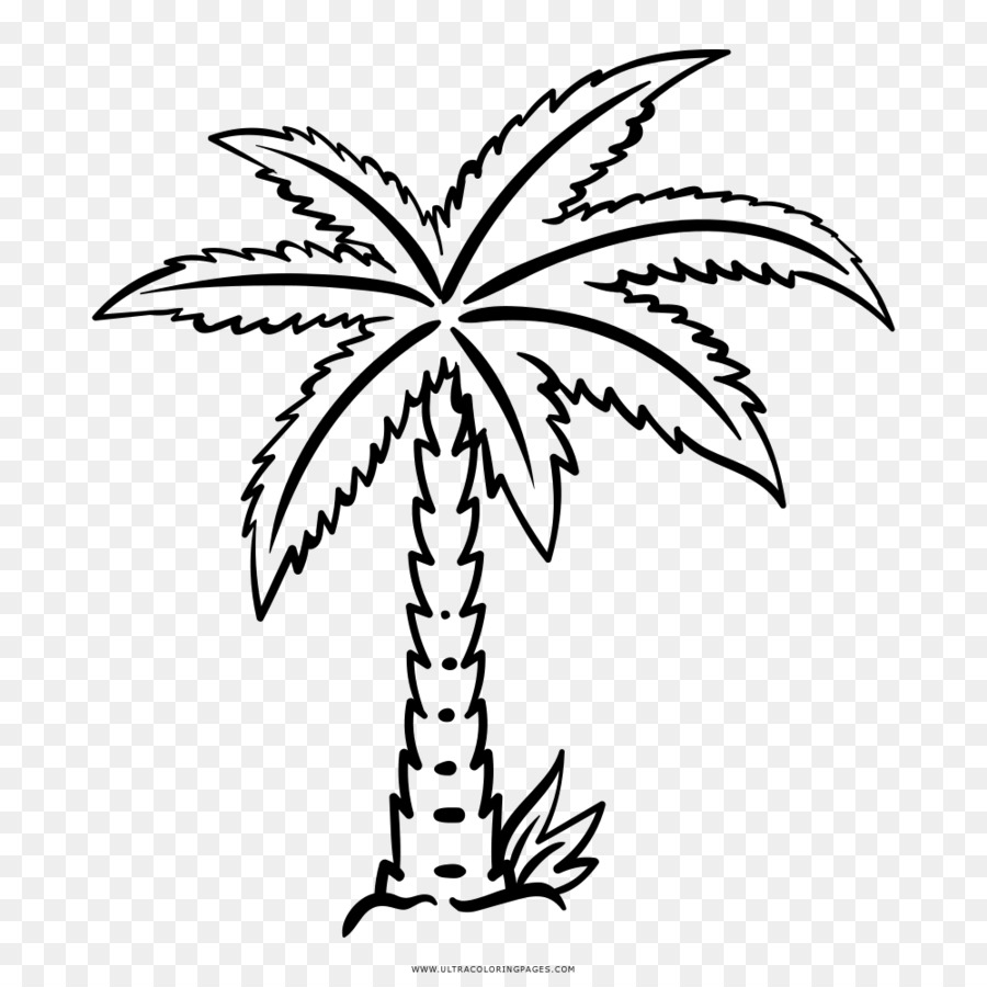 Palmera，Árbol PNG