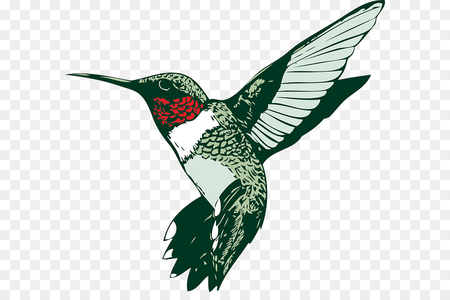 Colibrí，Pájaro PNG