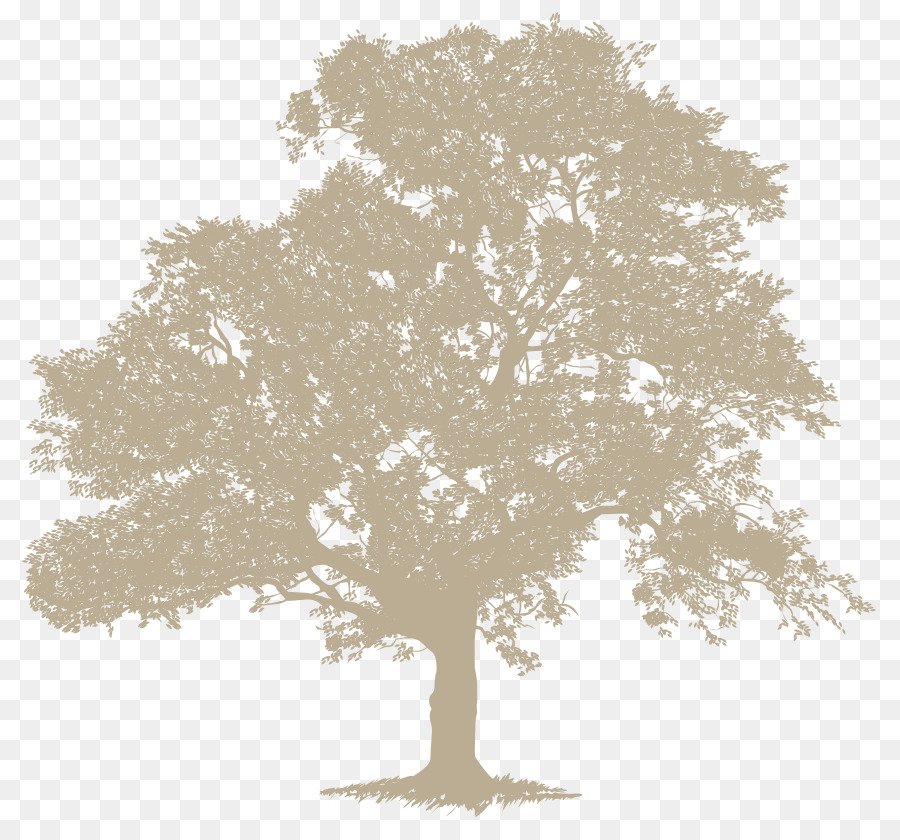 Una Fotografía De Stock，árbol PNG