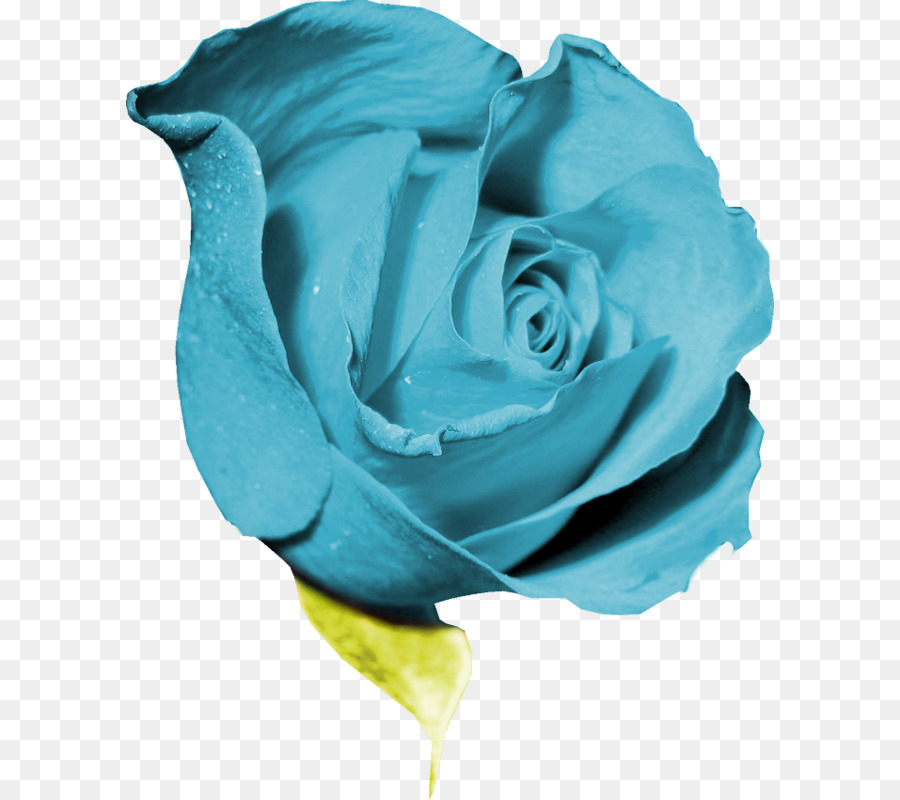 Rosa Azul，Pétalos PNG