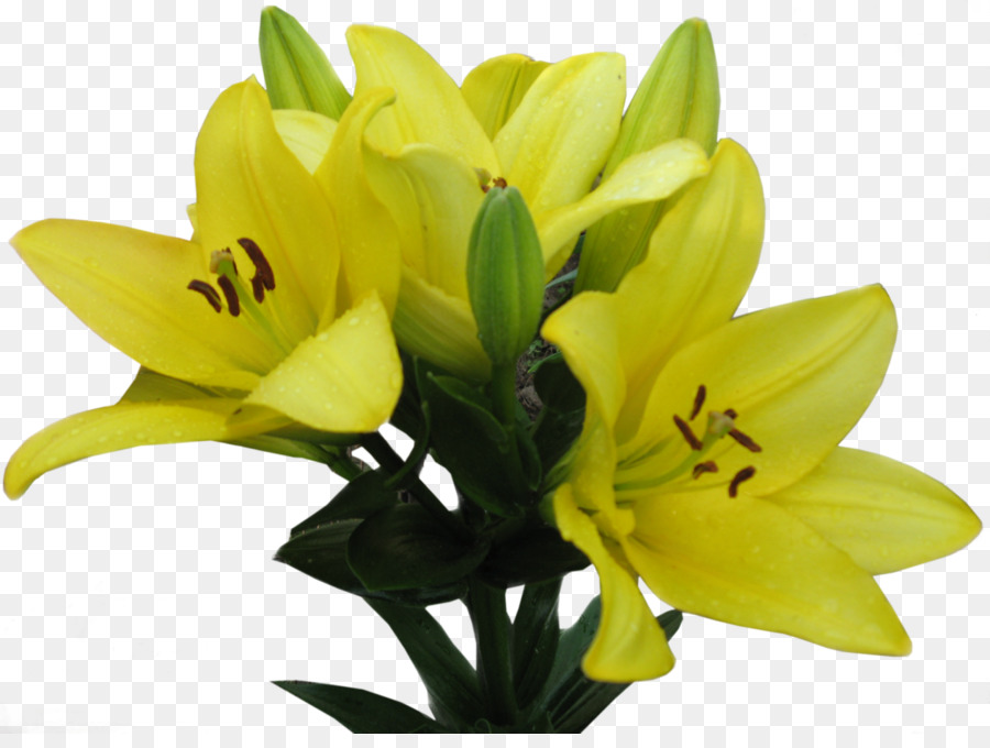 Lilium，Amarillo PNG