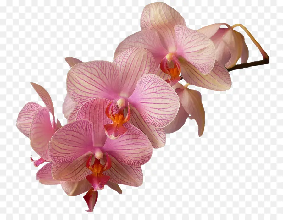 La Polilla De Las Orquídeas，Las Orquídeas PNG