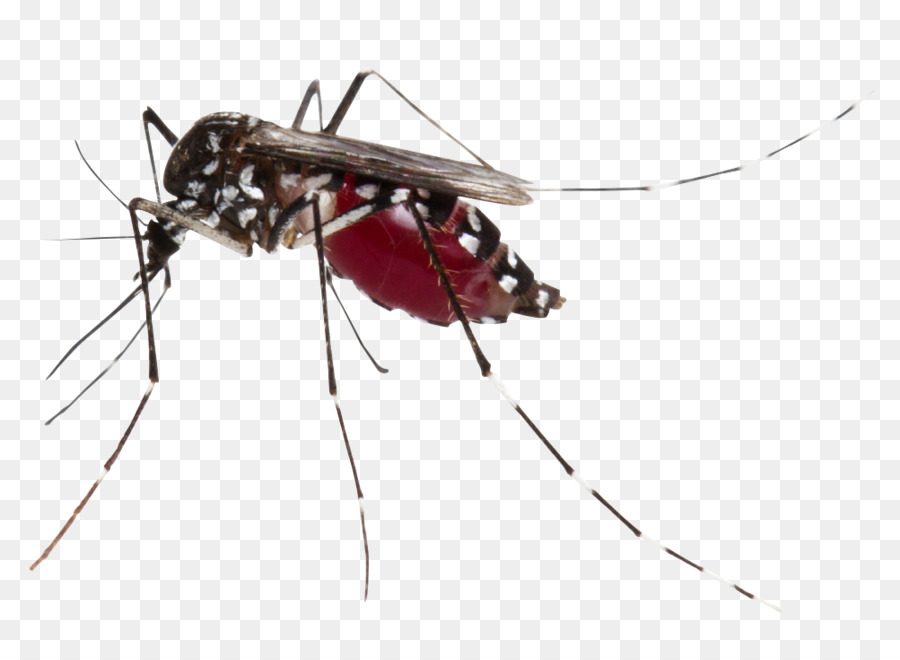 Mosquito，Bicho PNG