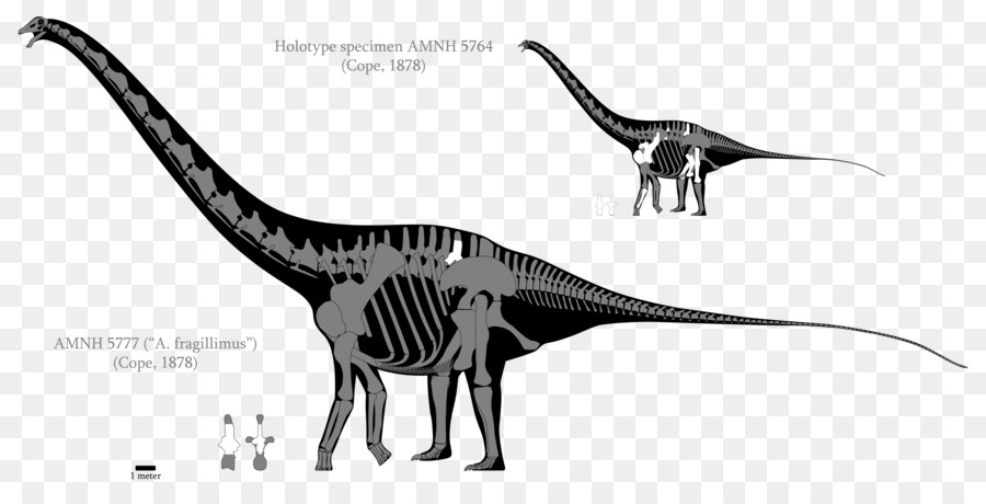 Amphicoelias，Argentinosaurus PNG