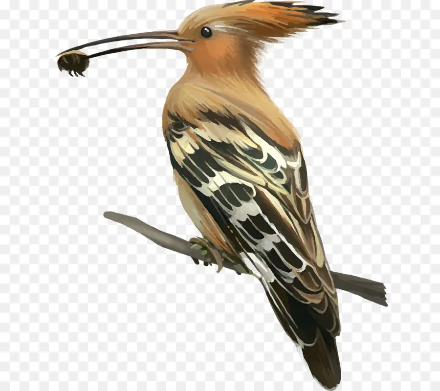 Pájaro，Carpintero PNG