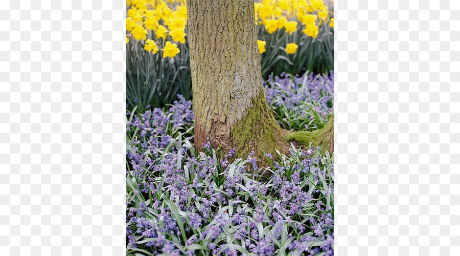 Inglés Lavanda，Scilla Siberica PNG