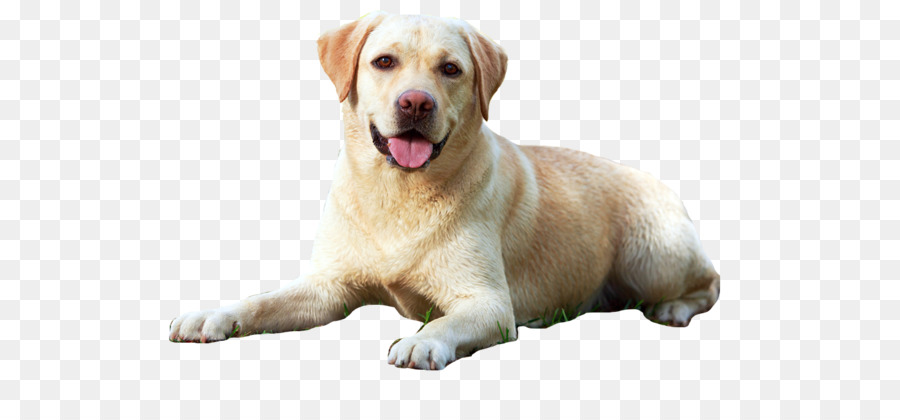 Perro，Blanco PNG