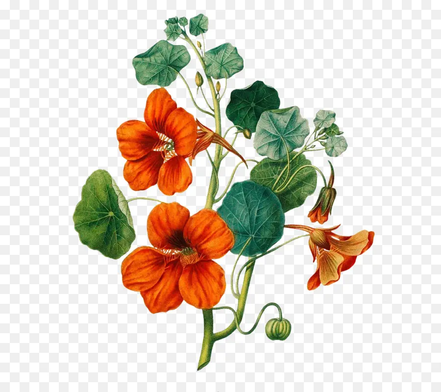 Tropaeolum Majus，Ilustración Botánica PNG