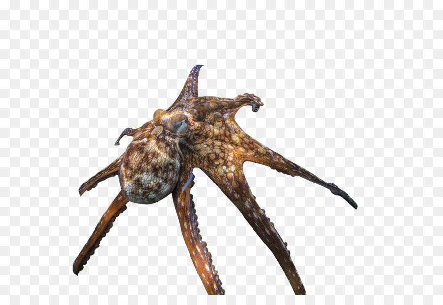 Pulpo，Tortuga PNG