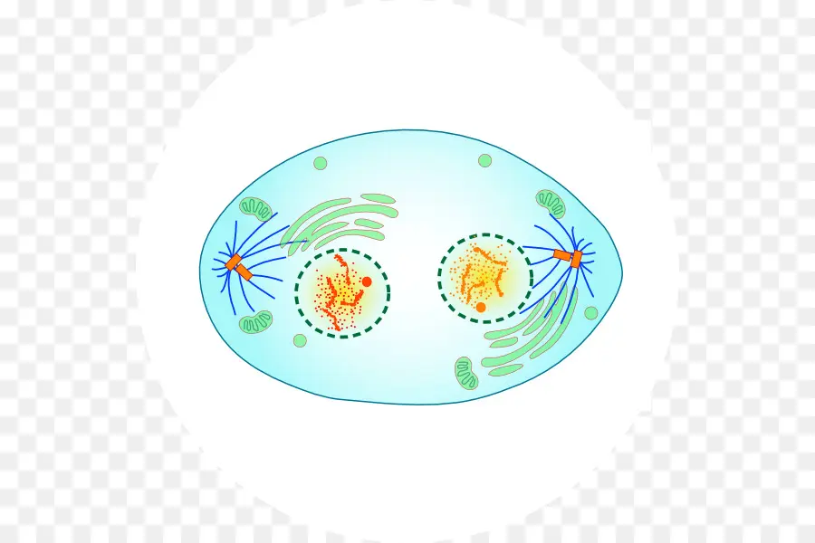 División Celular，Mitosis PNG