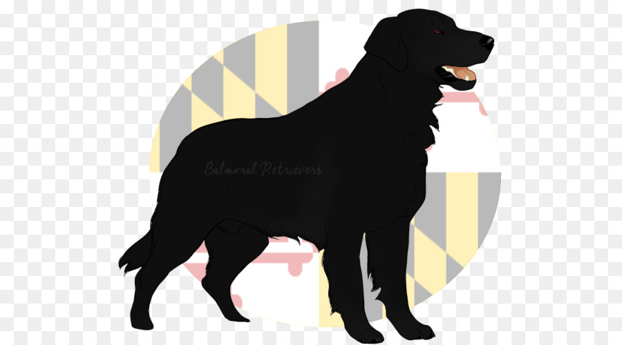 Labrador Retriever，Flatcoated Retriever PNG