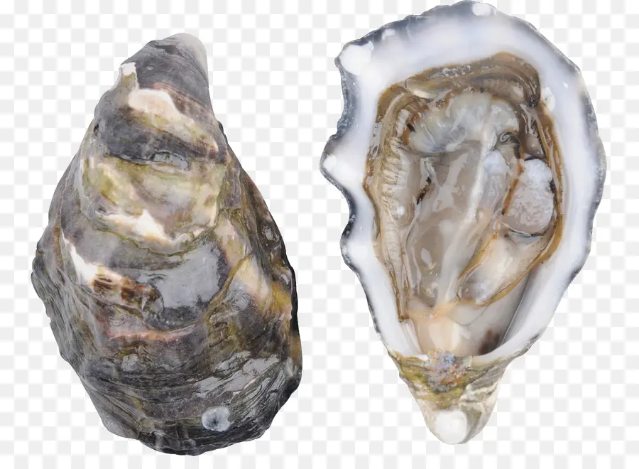 Ostra，Mariscos PNG