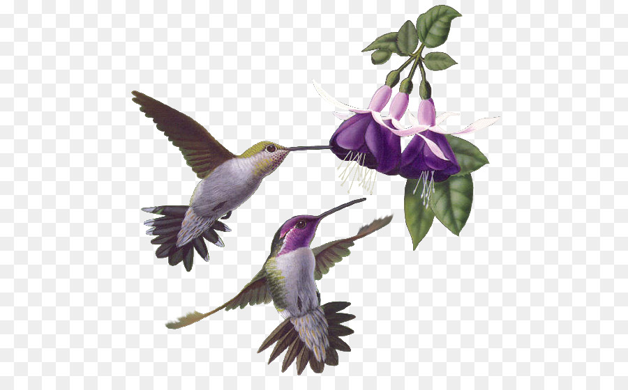 Pájaro，Colibrí PNG