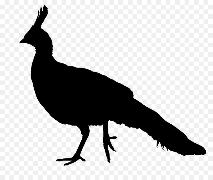 Pavo Real，Silueta PNG