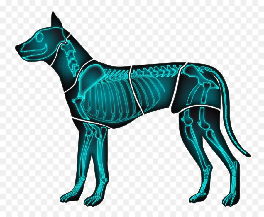 Radiografía De Perro，Animal PNG