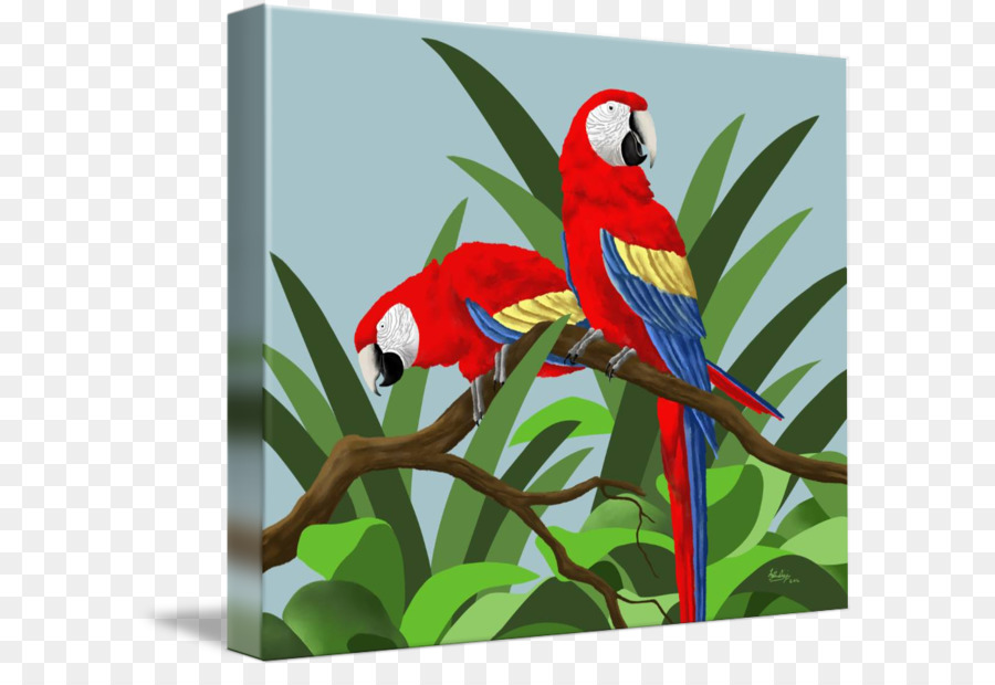 Budgericar，Guacamayo PNG