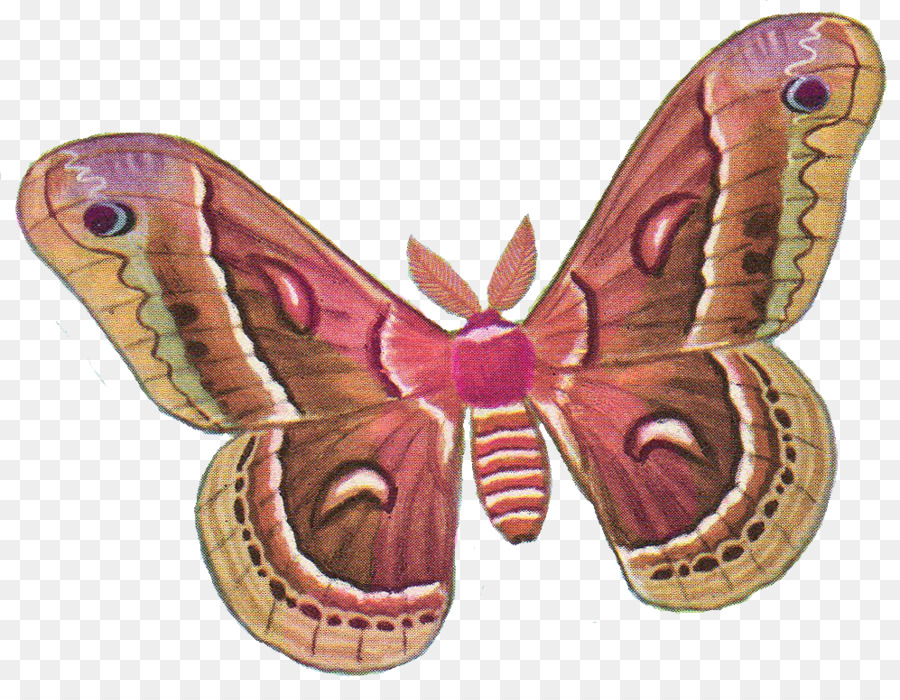 Mariposa，Alas PNG