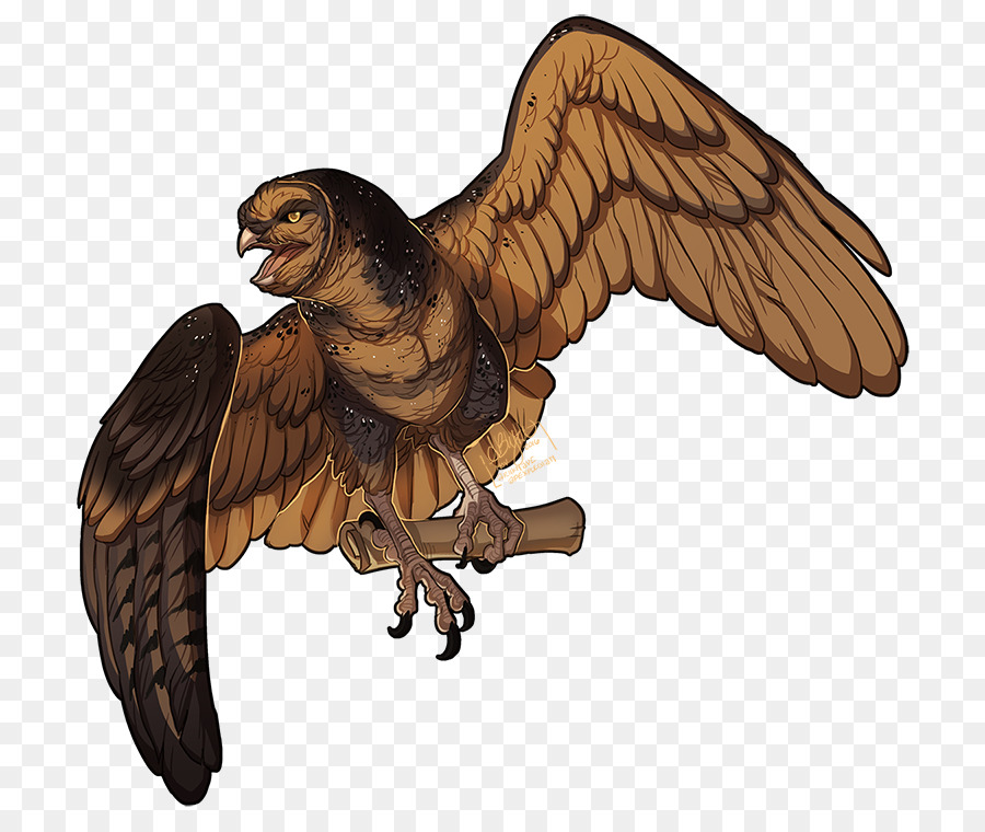 águila，Hawk PNG