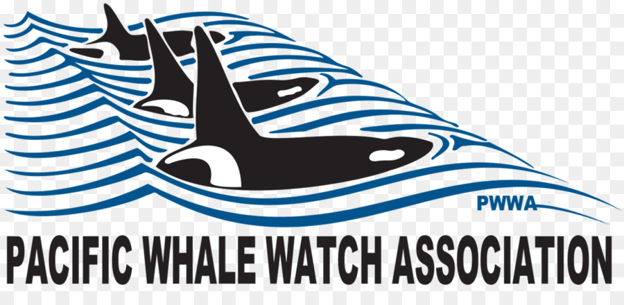La Observación De Ballenas，Ballena PNG