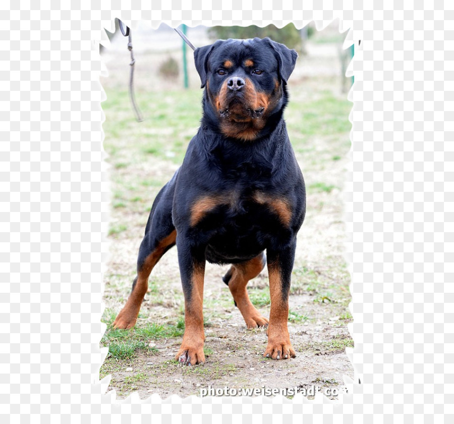 Rottweiler，Raza De Perro PNG