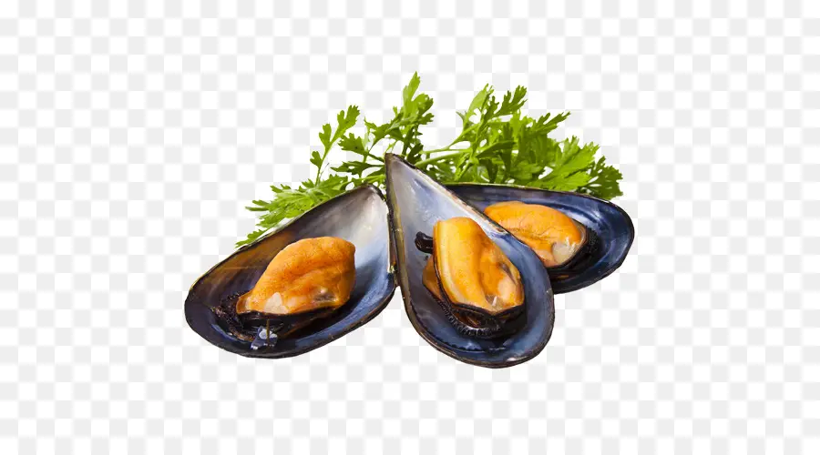 Mejillones，Conchas PNG