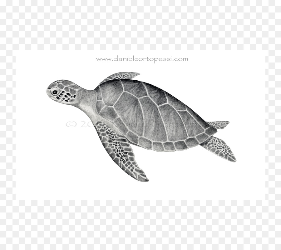 Tortuga Boba，Tortuga PNG