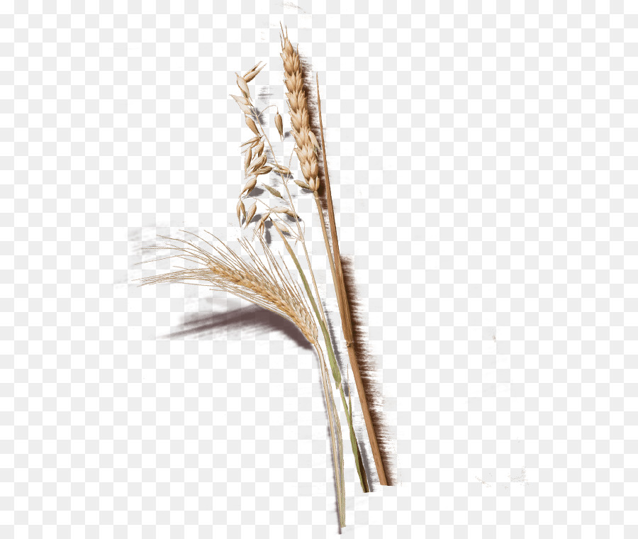 Trigo，Grano PNG