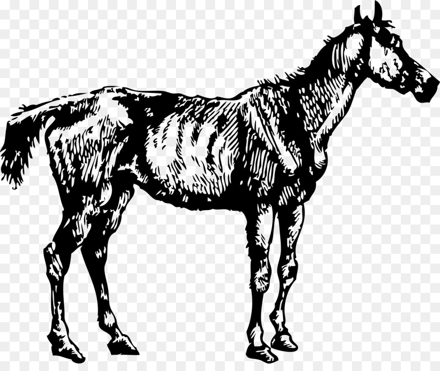 Caballo，Arte De Línea PNG