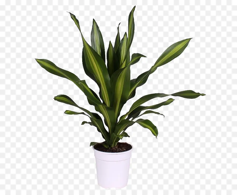 Dracaena Fragans，Planta De Interior PNG