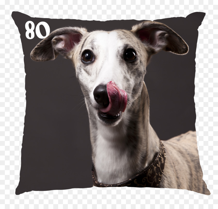 Whippet，Greyhound PNG