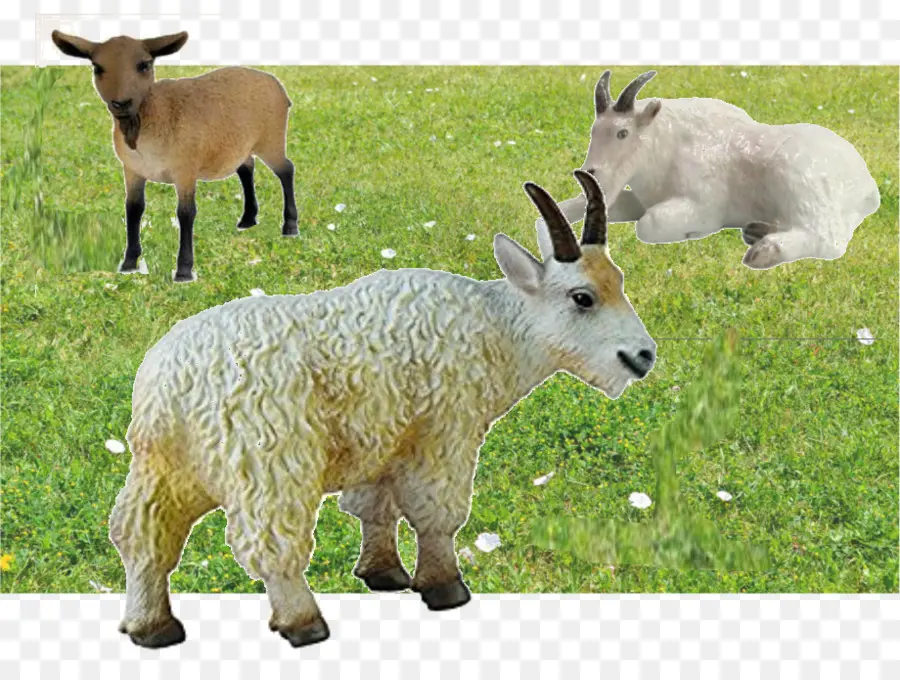 Cabras，Granja PNG