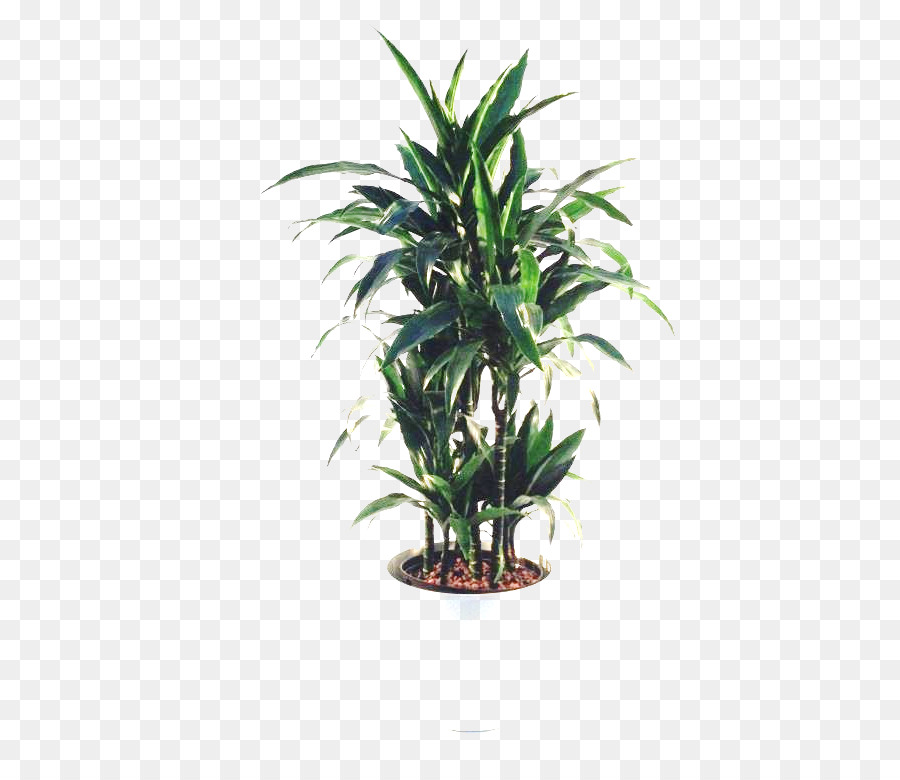 Arecaceae，Maceta PNG