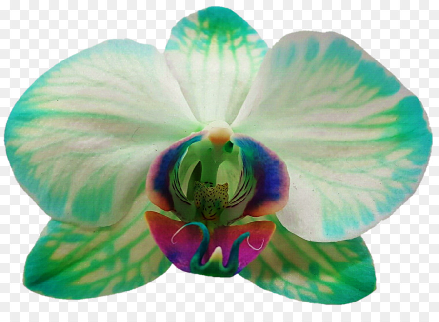 Orquídea，Floración PNG