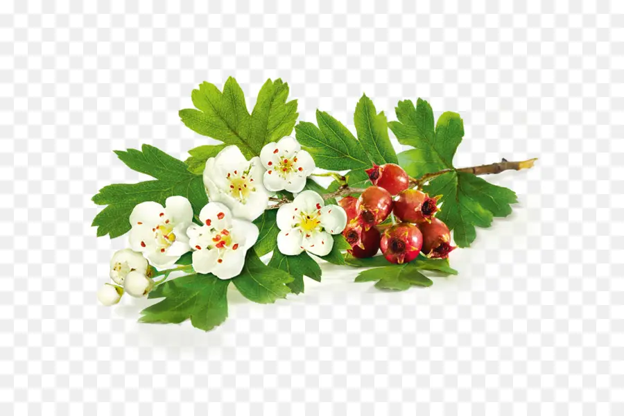 Flores Y Bayas De Espino，Botánico PNG