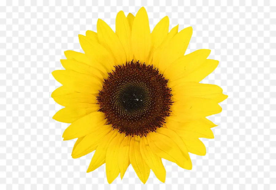 Flor，Amarillo PNG