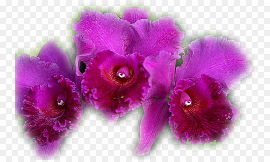 Orquídea Rosa，Florecer PNG