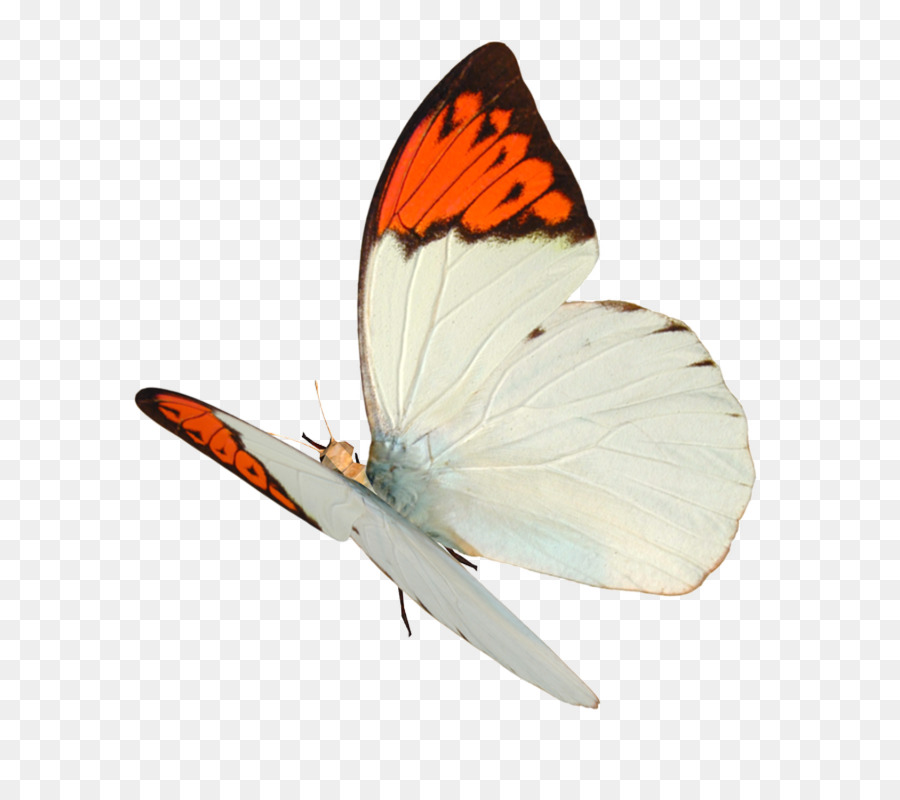 Mariposa Monarca，Naturaleza PNG