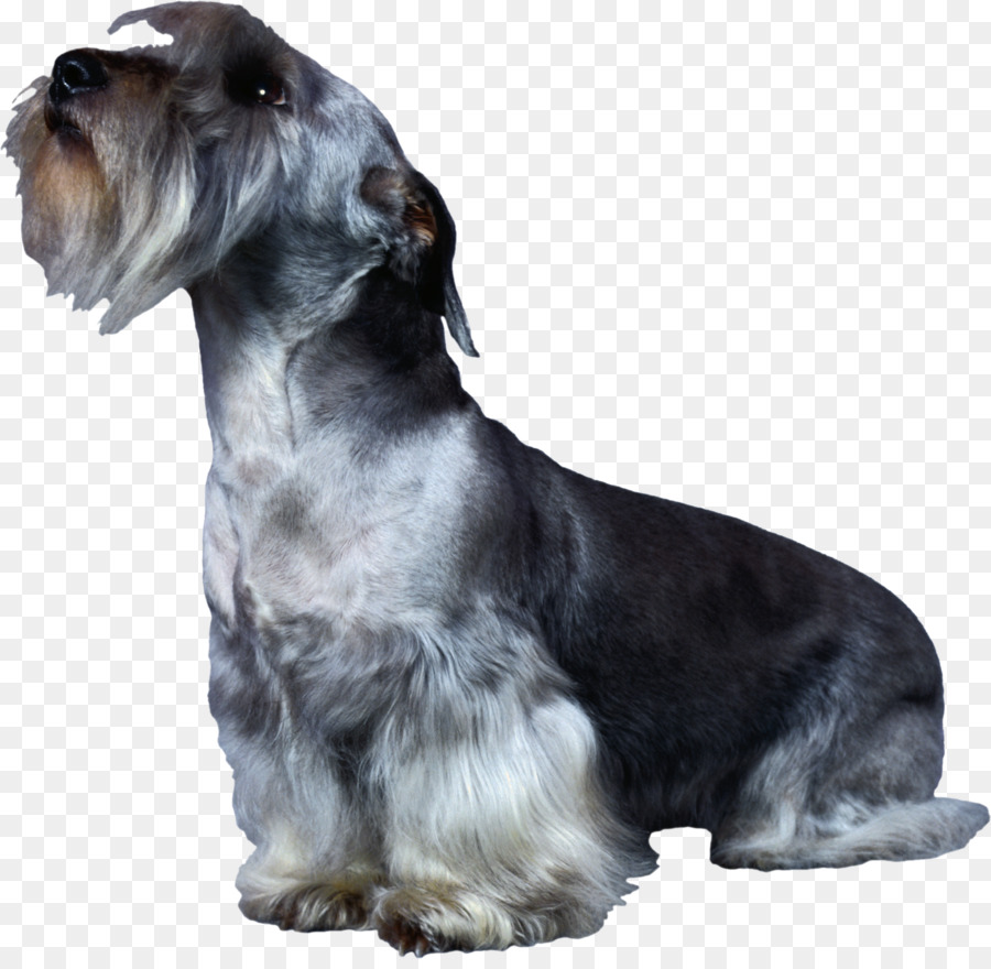 Schnauzer Miniatura，Cesky Terrier PNG