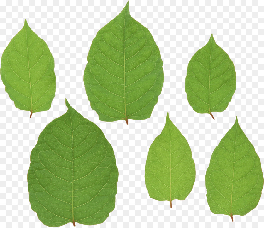 Hojas Verdes，Planta PNG