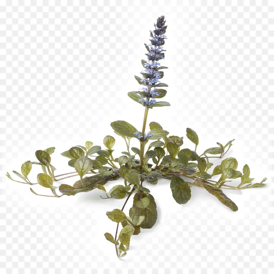 Planta De Ajuga，Flor PNG