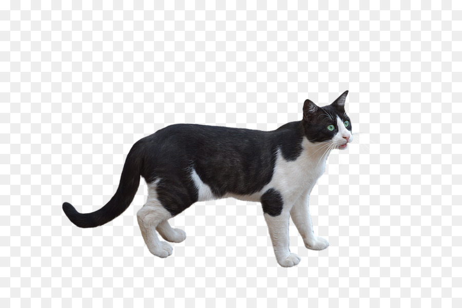 Gato Blanco，Mascota PNG