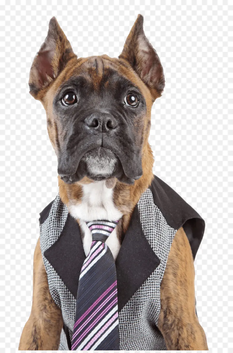 Perro En Traje，Perro PNG