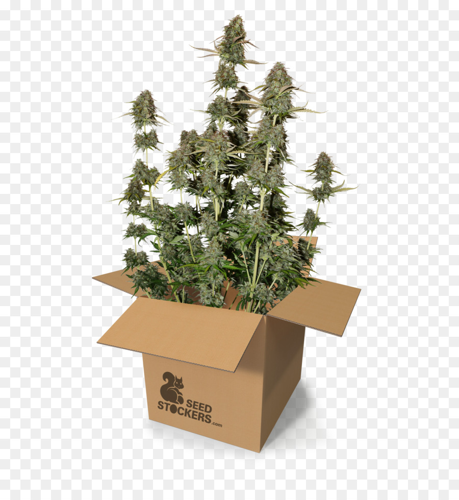 Planta，Caja PNG