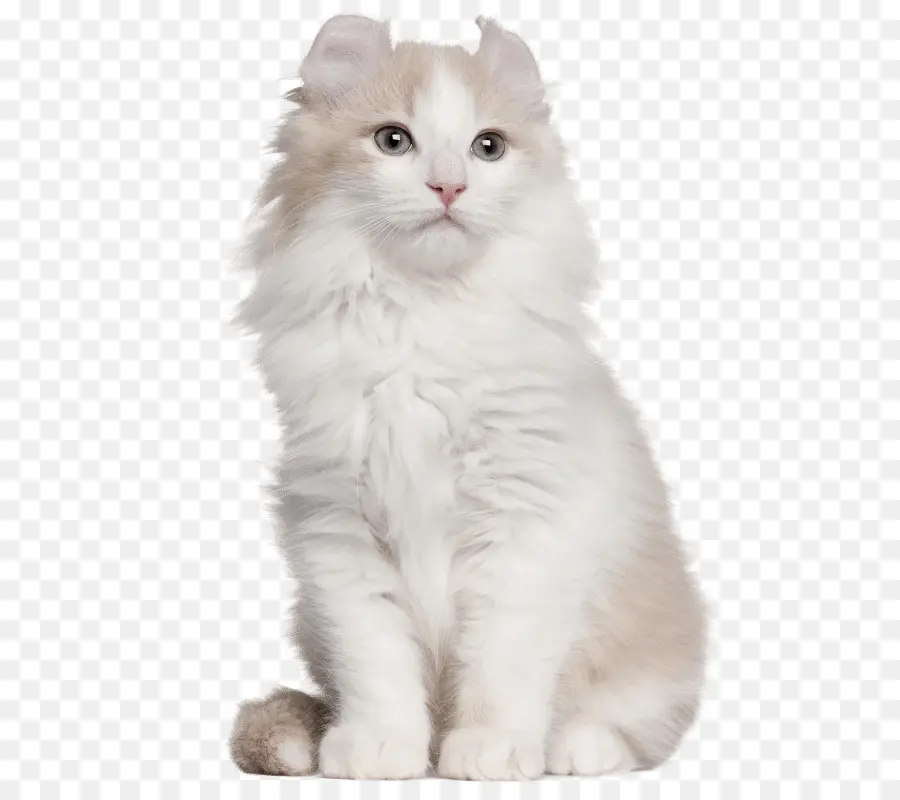 American Curl，American Shorthair PNG