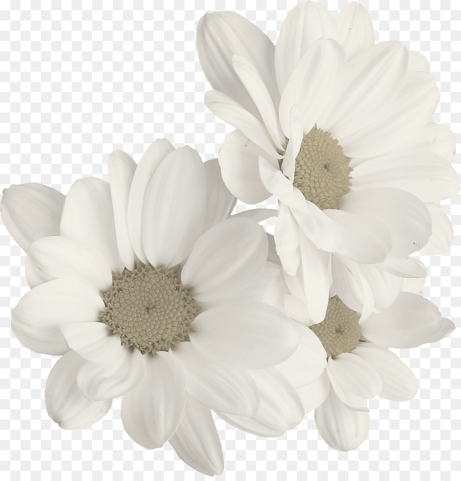 La Manzanilla，Común Daisy PNG