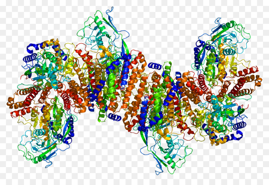 El Receptor De La Transferrina 1，La Transferrina PNG