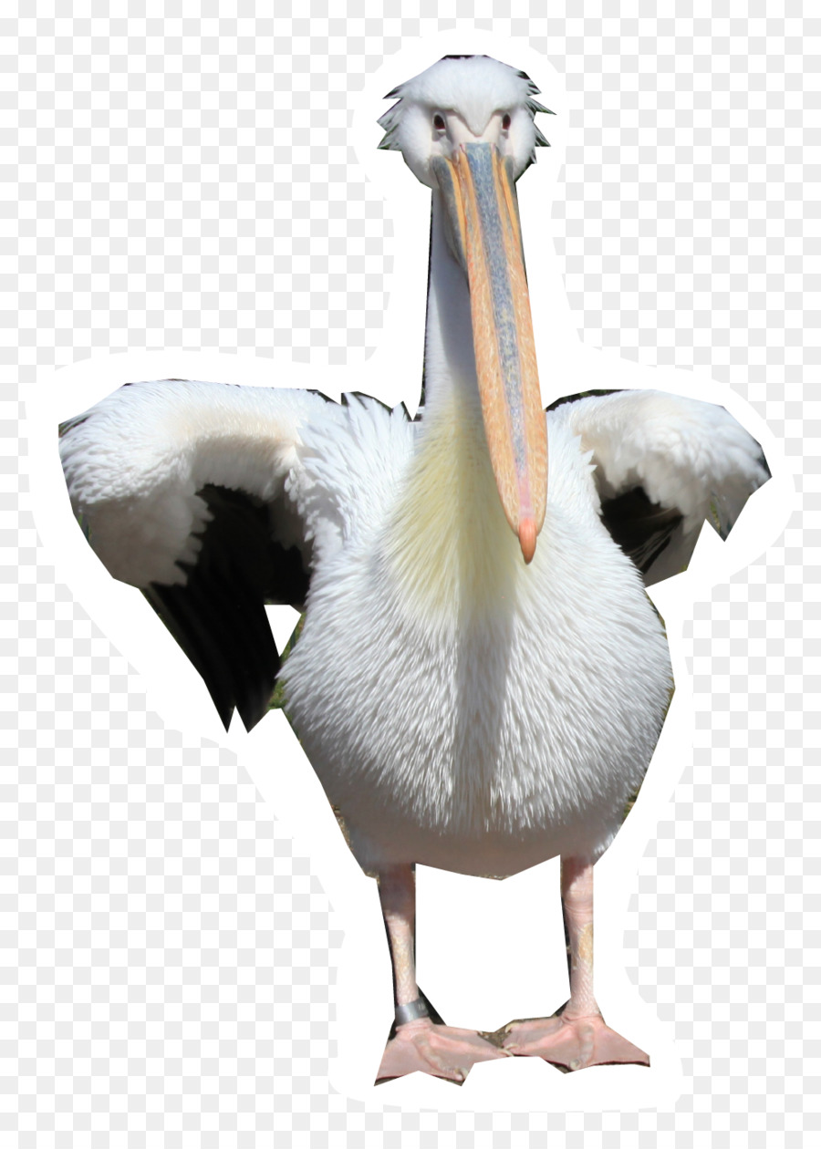 Pelican，Pico PNG